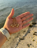 Estrella de mar abierta